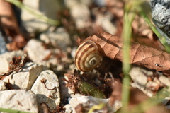 Xerolenta obvia