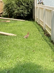 Sylvilagus floridanus