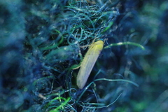 Cicadula placida