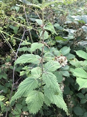 Urtica dioica