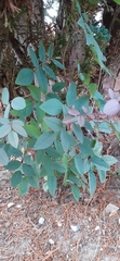 Rosa glauca