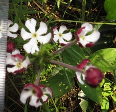 Zaluzianskya pachyrrhiza