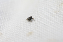 Deltocephalus pulicaris