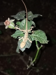 Calotes versicolor