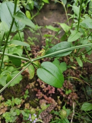 Rubia cordifolia