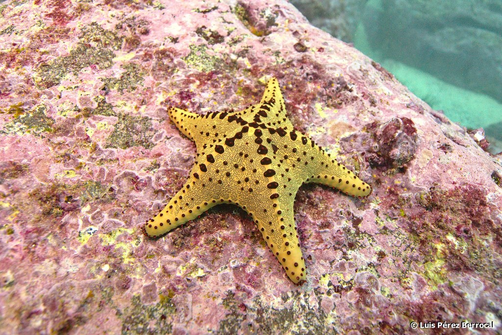 Oreaster clavatus