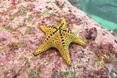 Oreaster clavatus