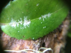 Fellhanera bouteillei