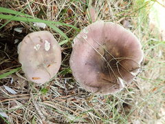 Russula azurea