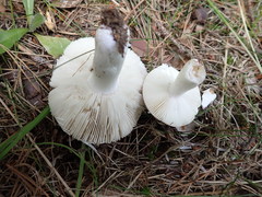 Russula azurea