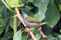 Cyanomitra verticalis