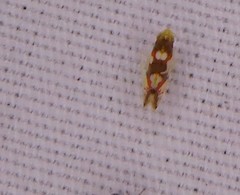 Erythroneura elegans