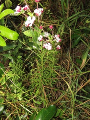 Zaluzianskya pachyrrhiza