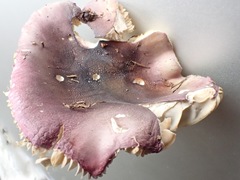 Russula azurea