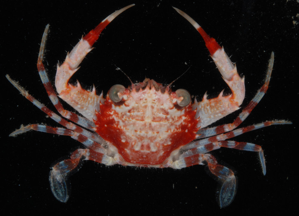 Five-toothed Swimming Crab