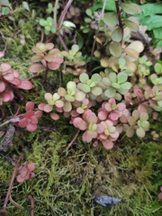 Sedum emarginatum