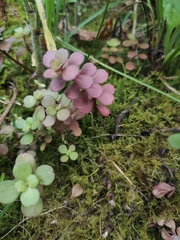 Sedum emarginatum