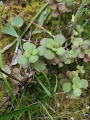 Sedum emarginatum