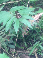 Heliconius clysonymus