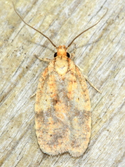 Agonopterix robiniella