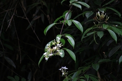 Jasminum lanceolarium