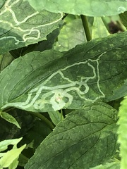 Liriomyza eupatoriella