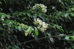 Jasminum lanceolarium