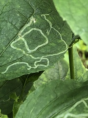 Liriomyza eupatoriella
