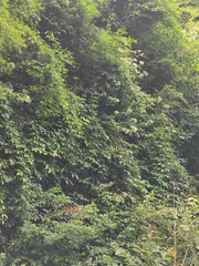 Jasminum lanceolarium