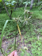 Cyperus echinatus