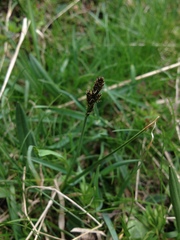 Carex lachenalii
