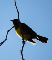 Pseudoleistes virescens
