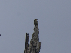 Chalcomitra adelberti