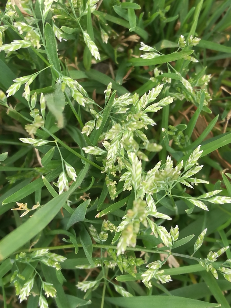 Annual Meadow-grass (Garden plantes Luxembourg) · iNaturalist