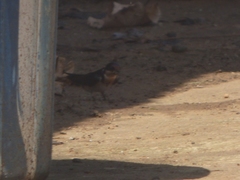 Hirundo aethiopica