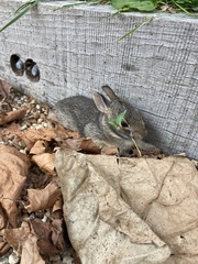 Sylvilagus floridanus