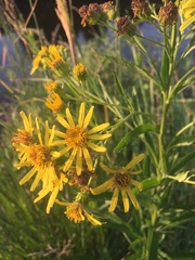 Jacobaea