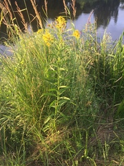 Jacobaea