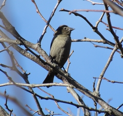 Molothrus bonariensis