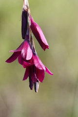 Dierama atrum