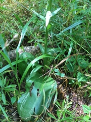 Platanthera chlorantha