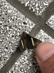 Melanis leucophlegma
