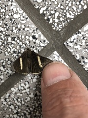 Melanis leucophlegma