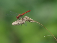 Sympetrum sanguineum