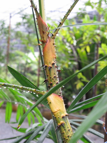 Daemonorops didymophylla