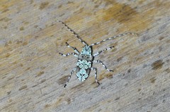 Ancylonotus tribulus