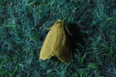 Bijugis bombycella