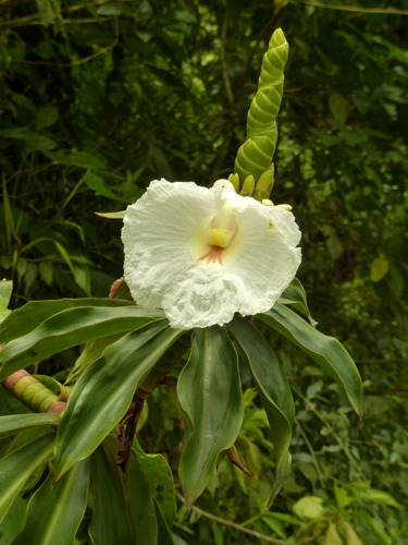Dimerocostus strobilaceus