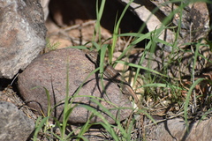 Sceloporus edbelli