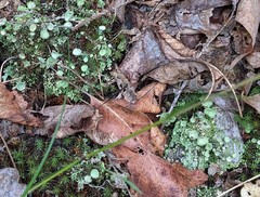 Cladonia asahinae